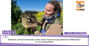 Zoo Leipzig - Rückkehr auf den heimischen Acker dank ArtenschutzprojektErste Feldhamster in 2025 ausgewildert