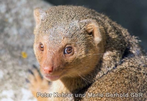 Der Zoo der Minis in Aue