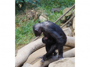 Leipzig - Kleiner Nachwuchs bei den Schimpansen - 100. Bewohner in Pongoland